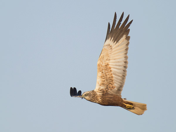 Ruskosuohaukka, Western Marsh Harrier, Circus aeruginosus