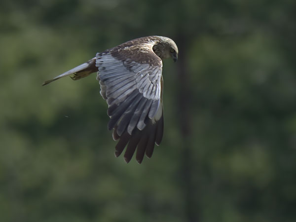 Ruskosuohaukka, Western Marsh Harrier, Circus aeruginosus