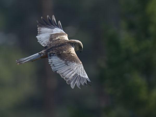 Ruskosuohaukka, Western Marsh Harrier, Circus aeruginosus