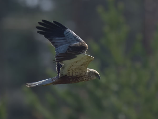 Ruskosuohaukka, Western Marsh Harrier, Circus aeruginosus