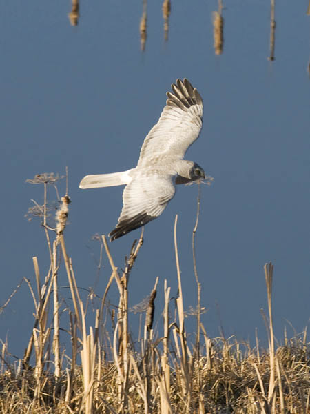 Sinisuohaukka, Northern Harrier, Circus cyaneus