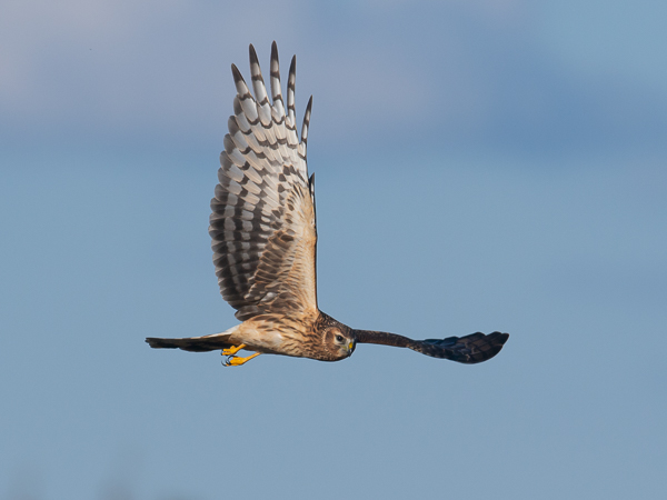 Sinisuohaukka, Northern Harrier, Circus cyaneus