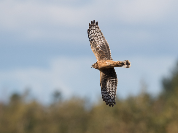 Sinisuohaukka, Northern Harrier, Circus cyaneus