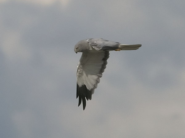 Sinisuohaukka, Northern Harrier, Circus cyaneus