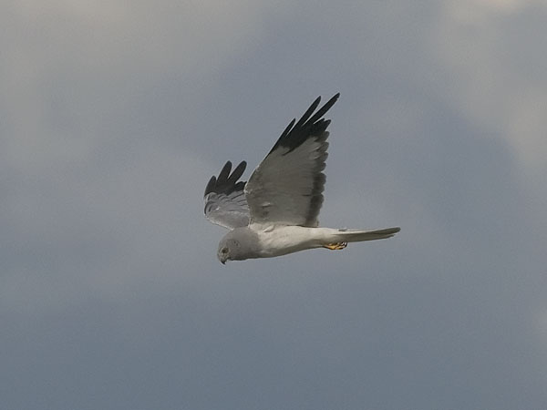 Sinisuohaukka, Northern Harrier, Circus cyaneus