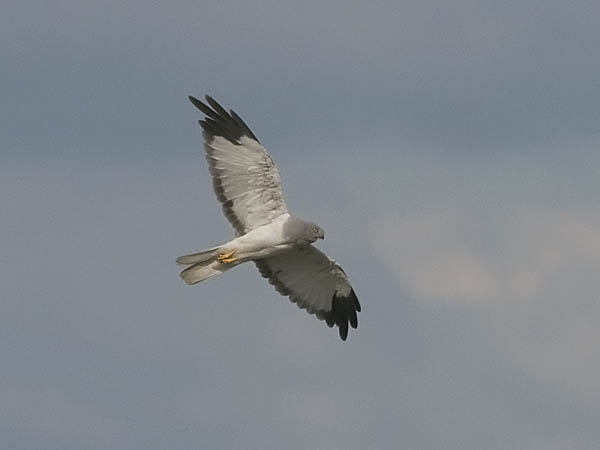 Sinisuohaukka, Northern Harrier, Circus cyaneus