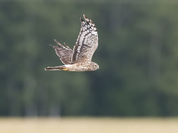 Sinisuohaukka, Northern Harrier, Circus cyaneus