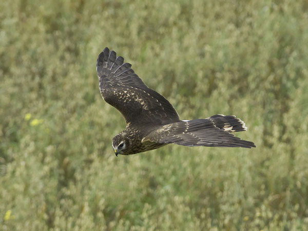 Sinisuohaukka, Northern Harrier, Circus cyaneus