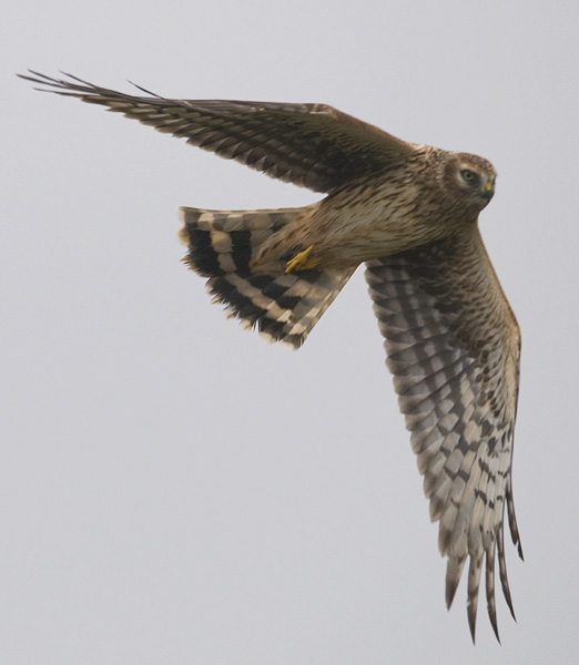 Sinisuohaukka, Northern Harrier, Circus cyaneus