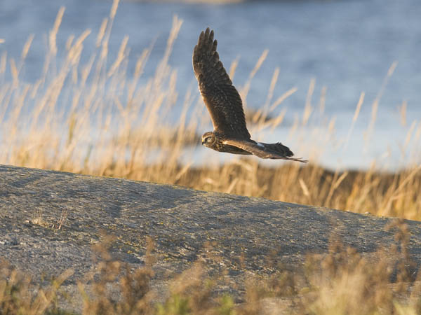 Sinisuohaukka, Northern Harrier, Circus cyaneus