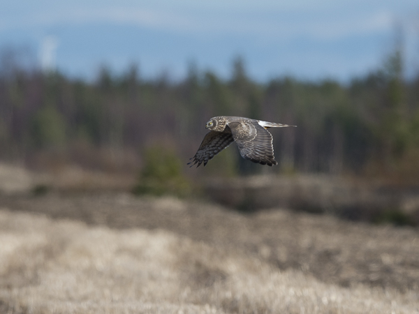 Sinisuohaukka, Northern Harrier, Circus cyaneus