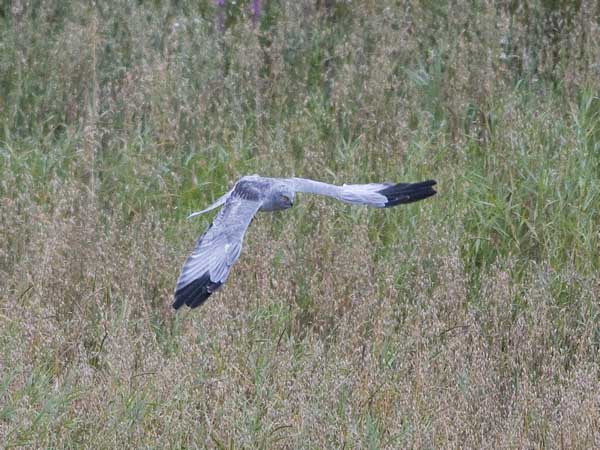 Sinisuohaukka, Northern Harrier, Circus cyaneus