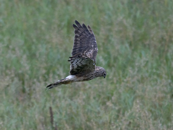 Sinisuohaukka, Northern Harrier, Circus cyaneus
