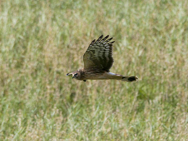 Sinisuohaukka, Northern Harrier, Circus cyaneus