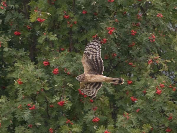 Sinisuohaukka, Northern Harrier, Circus cyaneus