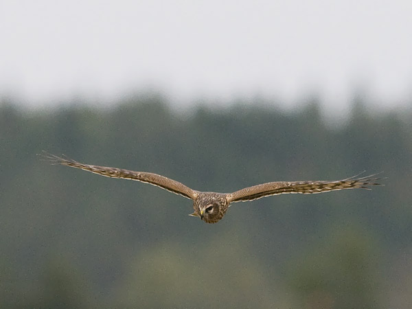 Sinisuohaukka, Northern Harrier, Circus cyaneus
