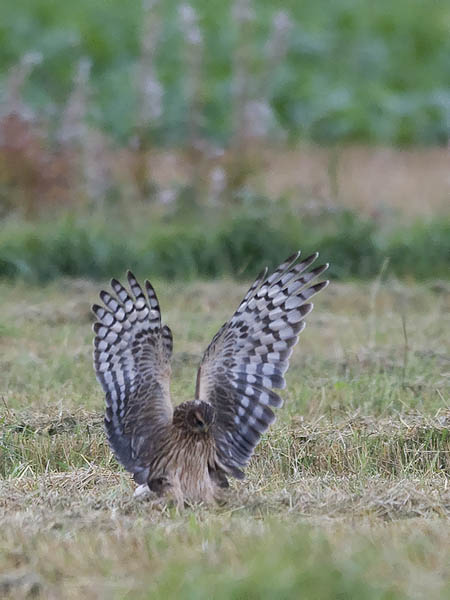 Sinisuohaukka, Northern Harrier, Circus cyaneus
