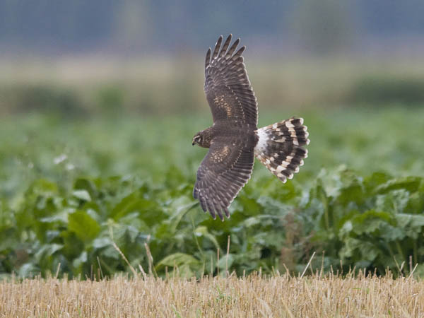Sinisuohaukka, Northern Harrier, Circus cyaneus