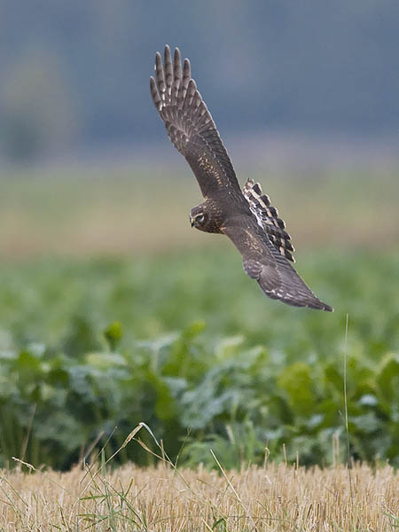Sinisuohaukka, Northern Harrier, Circus cyaneus
