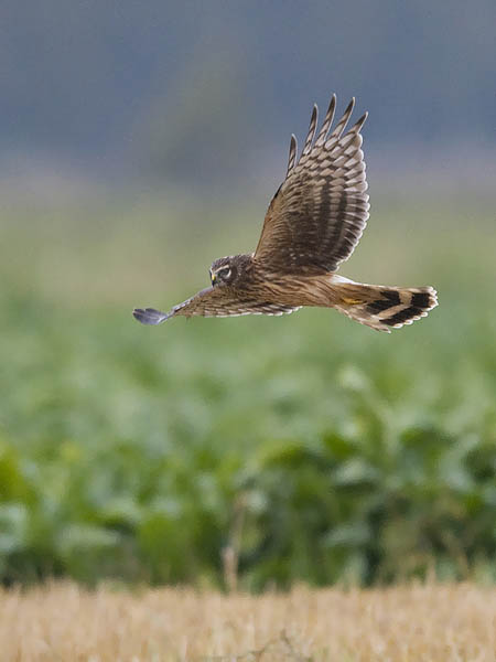Sinisuohaukka, Northern Harrier, Circus cyaneus