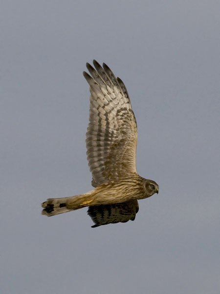 Sinisuohaukka, Northern Harrier, Circus cyaneus