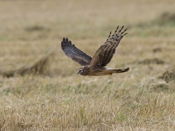 Sinisuohaukka, Northern Harrier, Circus cyaneus