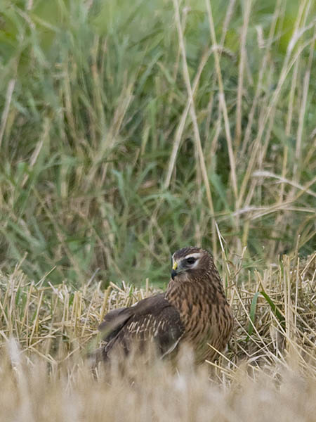 Sinisuohaukka, Northern Harrier, Circus cyaneus