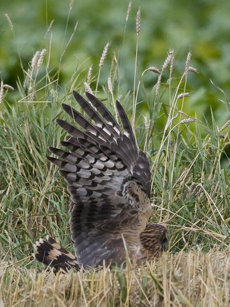 Sinisuohaukka, Northern Harrier, Circus cyaneus