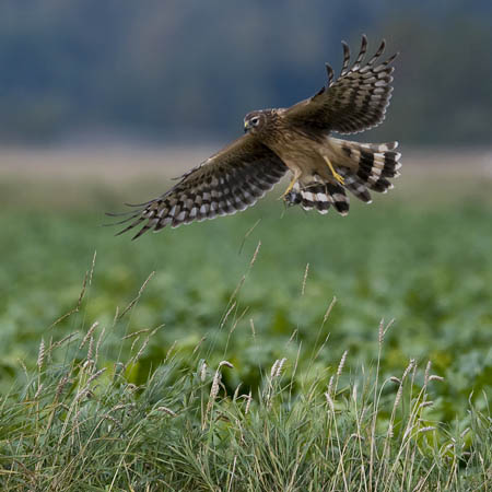 Sinisuohaukka, Northern Harrier, Circus cyaneus