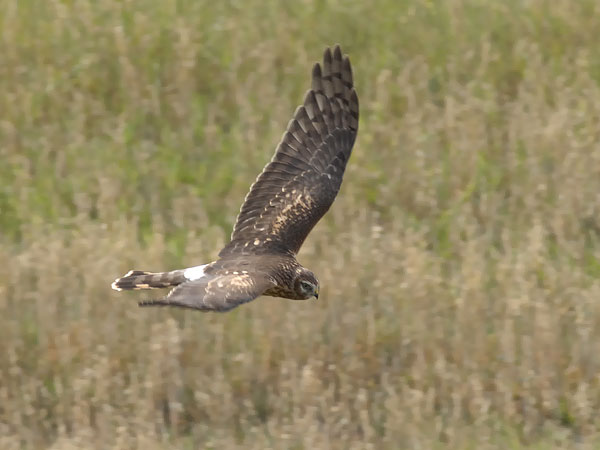 Sinisuohaukka, Northern Harrier, Circus cyaneus