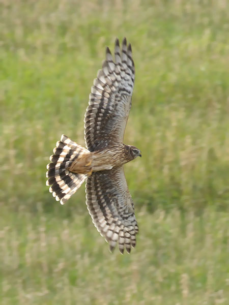 Sinisuohaukka, Northern Harrier, Circus cyaneus