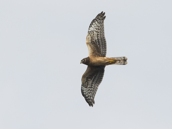 Sinisuohaukka, Northern Harrier, Circus cyaneus