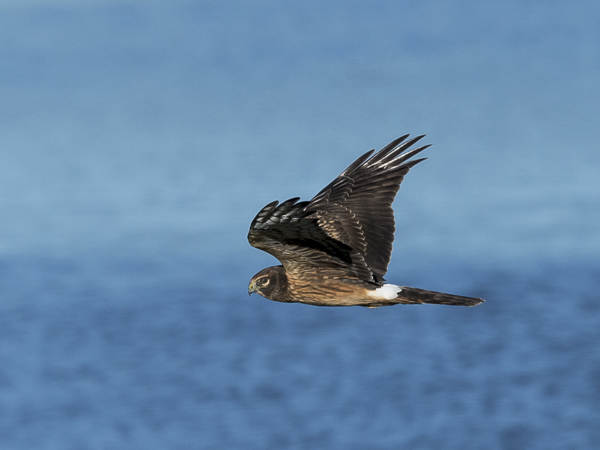 Sinisuohaukka, Northern Harrier, Circus cyaneus