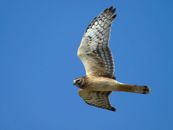 Sinisuohaukka, Northern Harrier, Circus cyaneus