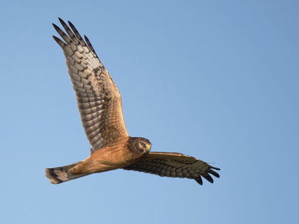 Sinisuohaukka, Northern Harrier, Circus cyaneus