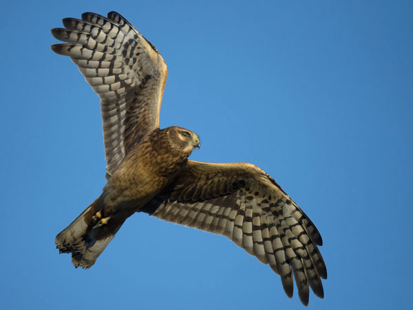 Sinisuohaukka, Northern Harrier, Circus cyaneus