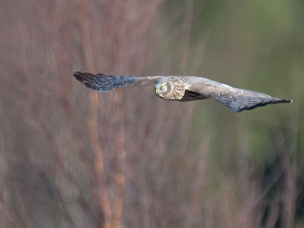 Sinisuohaukka, Northern Harrier, Circus cyaneus