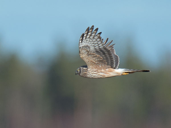 Sinisuohaukka, Northern Harrier, Circus cyaneus