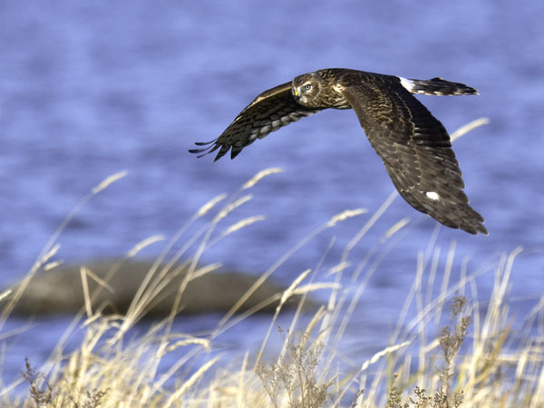 Sinisuohaukka, Northern Harrier, Circus cyaneus