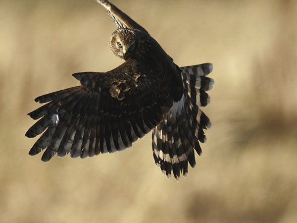 Sinisuohaukka, Northern Harrier, Circus cyaneus