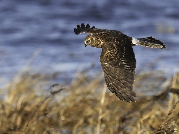 Sinisuohaukka, Northern Harrier, Circus cyaneus