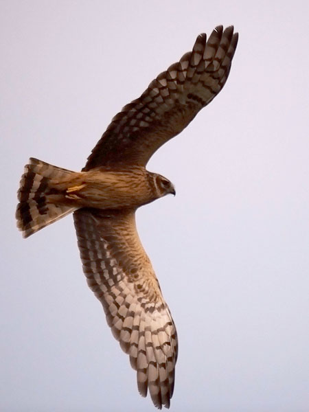 Sinisuohaukka, Northern Harrier, Circus cyaneus