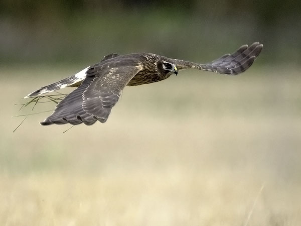 Sinisuohaukka, Northern Harrier, Circus cyaneus