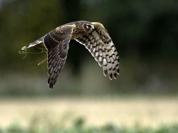Sinisuohaukka, Northern Harrier, Circus cyaneus