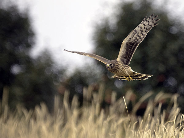 Sinisuohaukka, Northern Harrier, Circus cyaneus