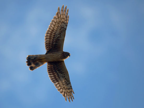 Sinisuohaukka, Northern Harrier, Circus cyaneus