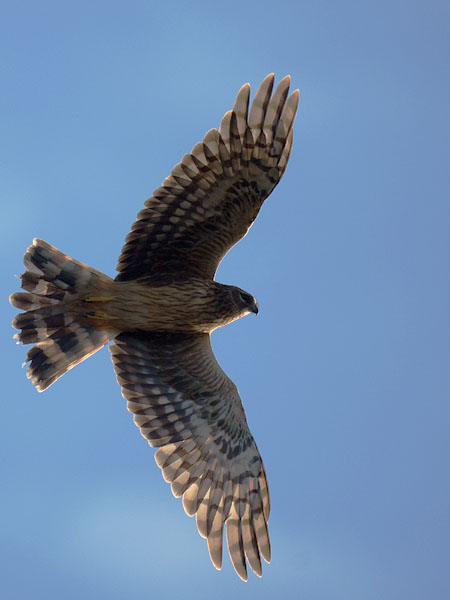 Sinisuohaukka, Northern Harrier, Circus cyaneus
