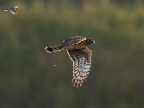 Sinisuohaukka, Northern Harrier, Circus cyaneus