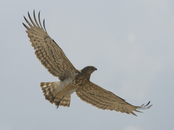 Käärmekotka, Short-toed Snake Eagle, Circaetus gallicus
