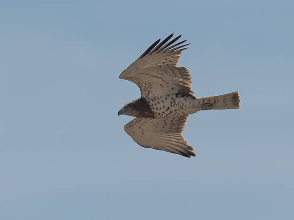 Käärmekotka, Short-toed Snake Eagle, Circaetus gallicus